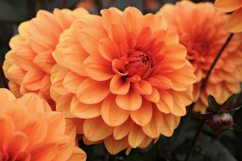 1 – David Howard Decorative Dahlia Flower Bulb Tuber