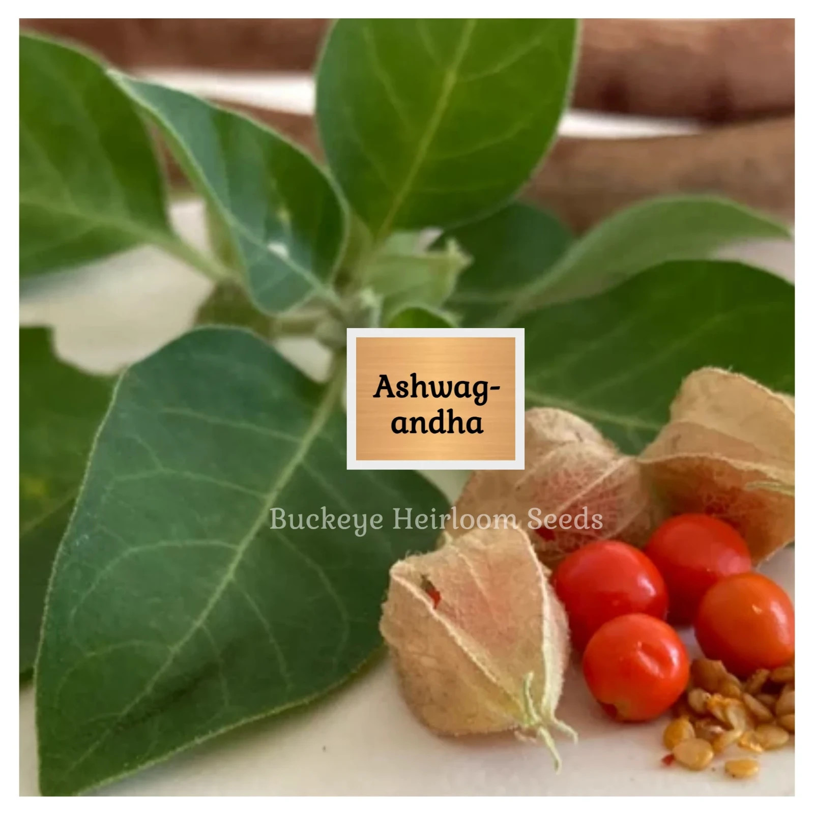 Ashwagandha | 200 Seeds | Withania somnifera | Ayurvedic Herb