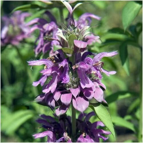 3 – Lemon Mint Seeds For Planting (Monarda citriodora) 500 Seeds Per Packet