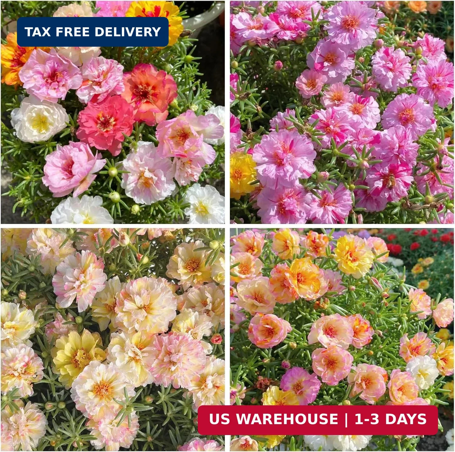 11000+ Mixed Color Moss Rose Seeds for Planting -Drought Tolerant Seeds, Ideal f