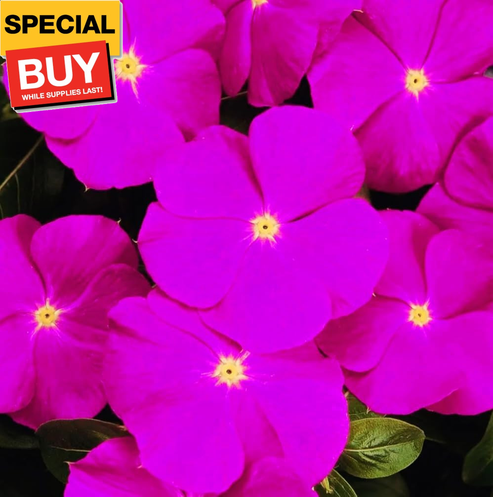 1200 Periwinkle Seeds Madagascar Mix Perennial Flowers – Catharanthus roseus Vin