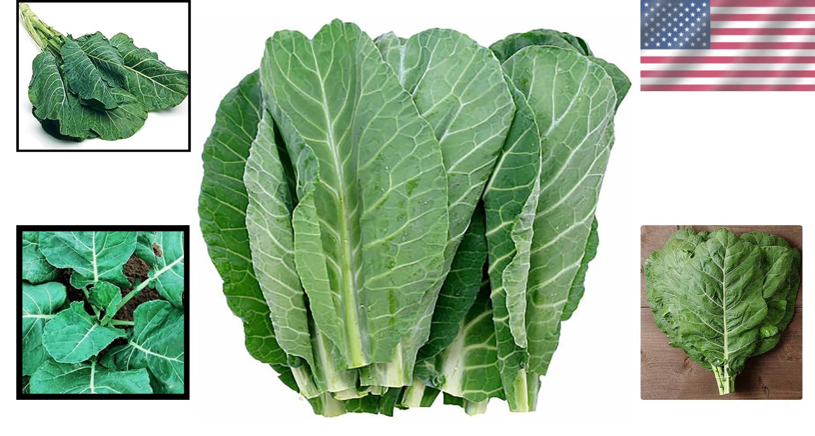 Heirloom Vegetable Seeds Dark Blue Green Collards for Spring and Summer Planting
