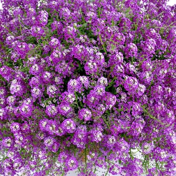 1001+ROYAL CARPET SWEET ALYSSUM Flower Seeds Drought Heat Groundcover Baskets