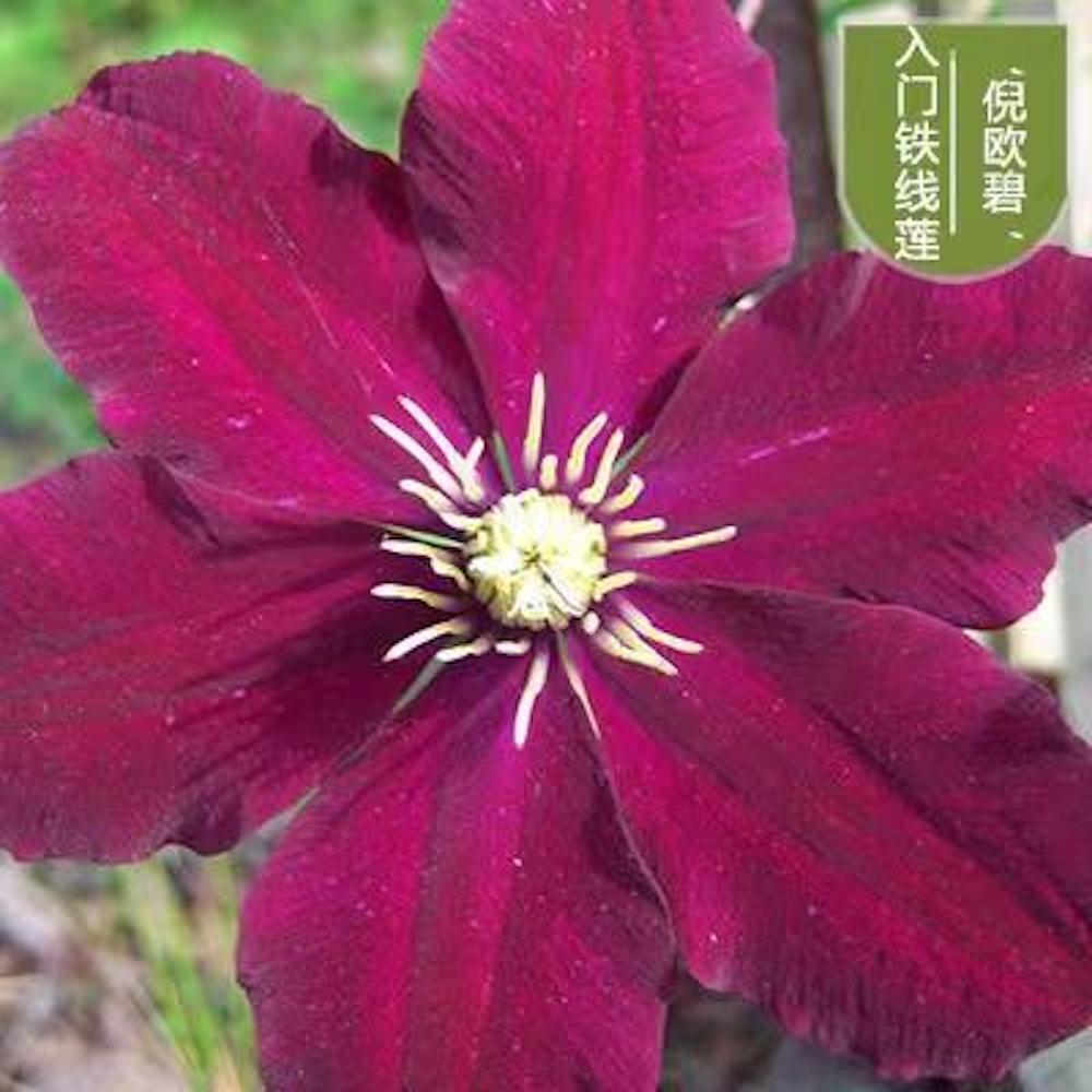 25pc CLEMATIS SEEDS Garden Plant Flower vine climber USA seller FREE shipping