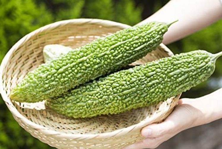 Grow Delicious Bitter Melon – Non-GMO Seeds with 92% Germination Rate, Pack of 1