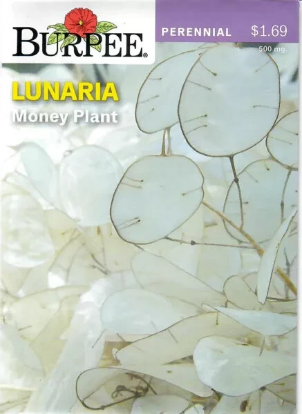 Burpee Money Plant Lunaria Seeds Perennial 500 mg. Full Sun or Part Shade Packet
