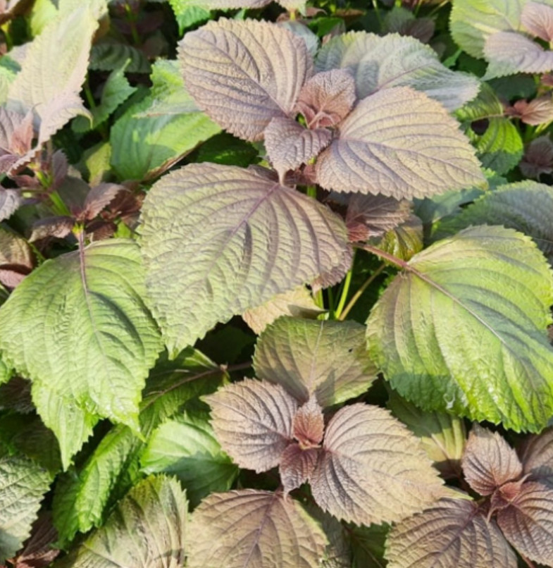 Vietnamese Perilla Seeds – Tía Tô Bắc Bộ 2.5g – Asian Herb – Shiso Seeds