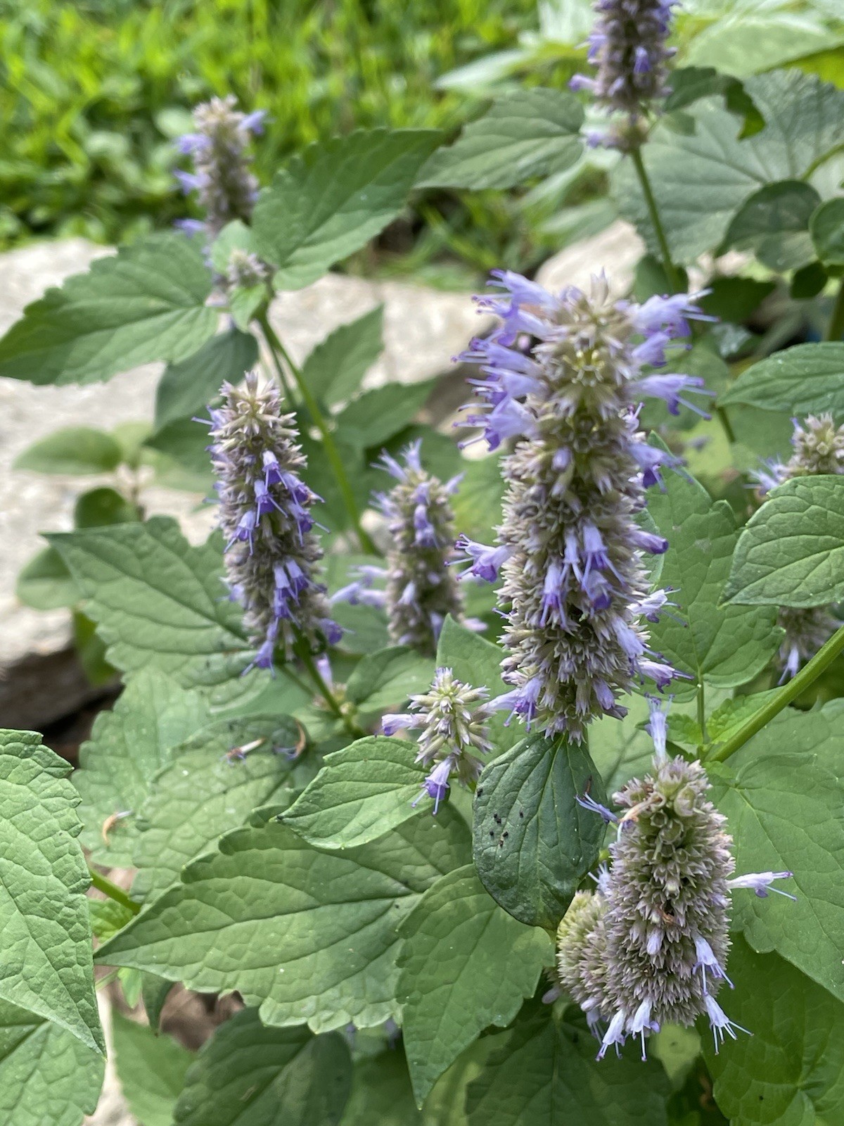 Agastache rugosa, Korean Mint, Huo Xiang, Purple Giant Hyssop, Indian Mint