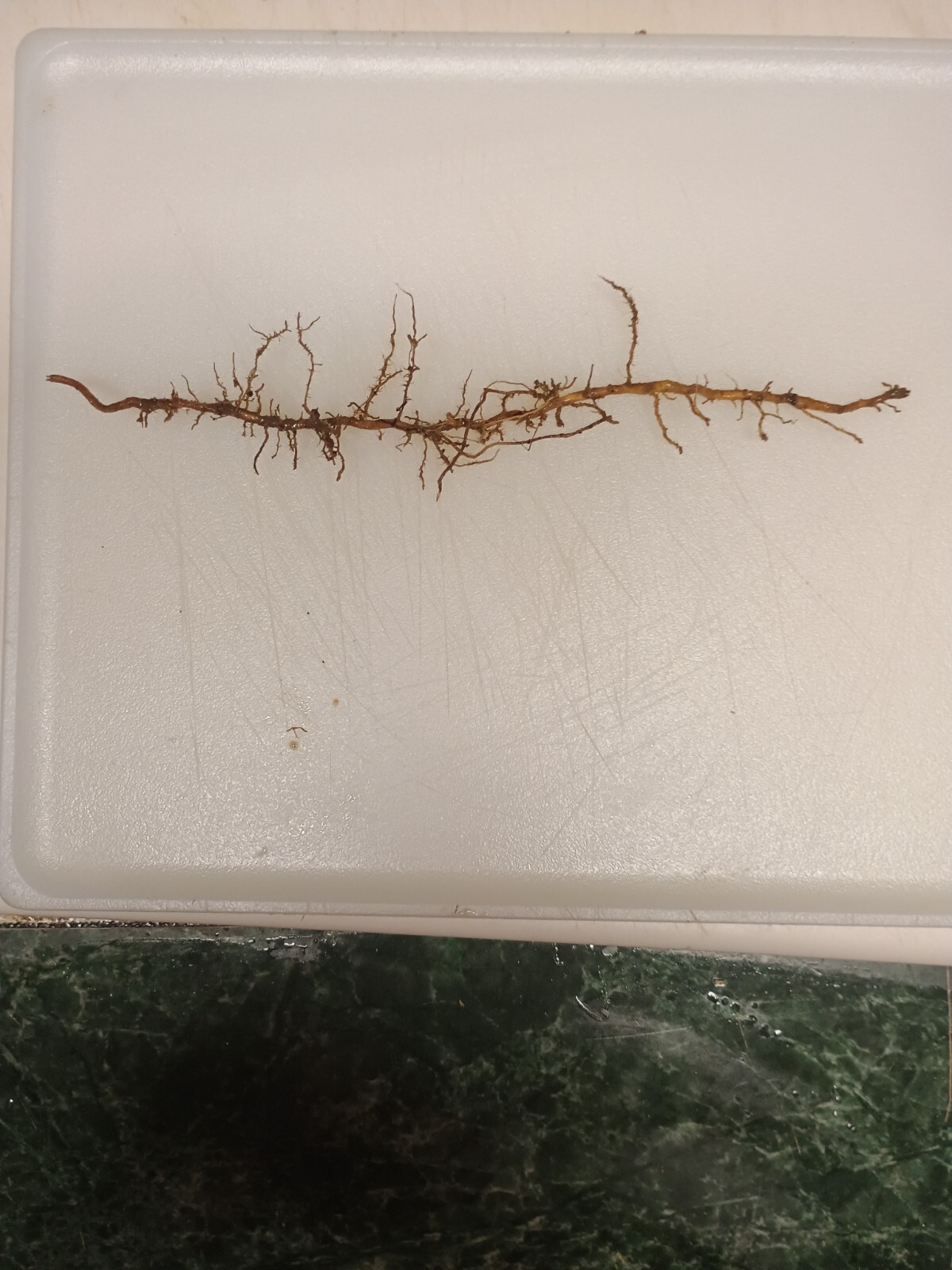 2 Bamboo Roots 3″ Live Starter Plant Now Organic All Season Fast Tiki Ez Grower