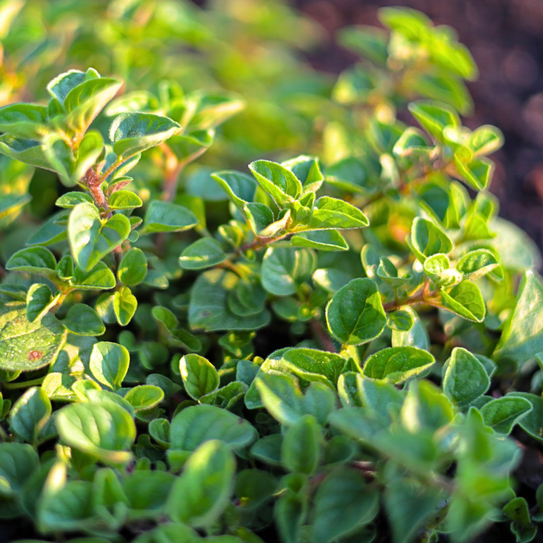 Fresh Oregano Seeds | Italian | Herb | Culinary | Heirloom Non-GMO | Herb Seeds