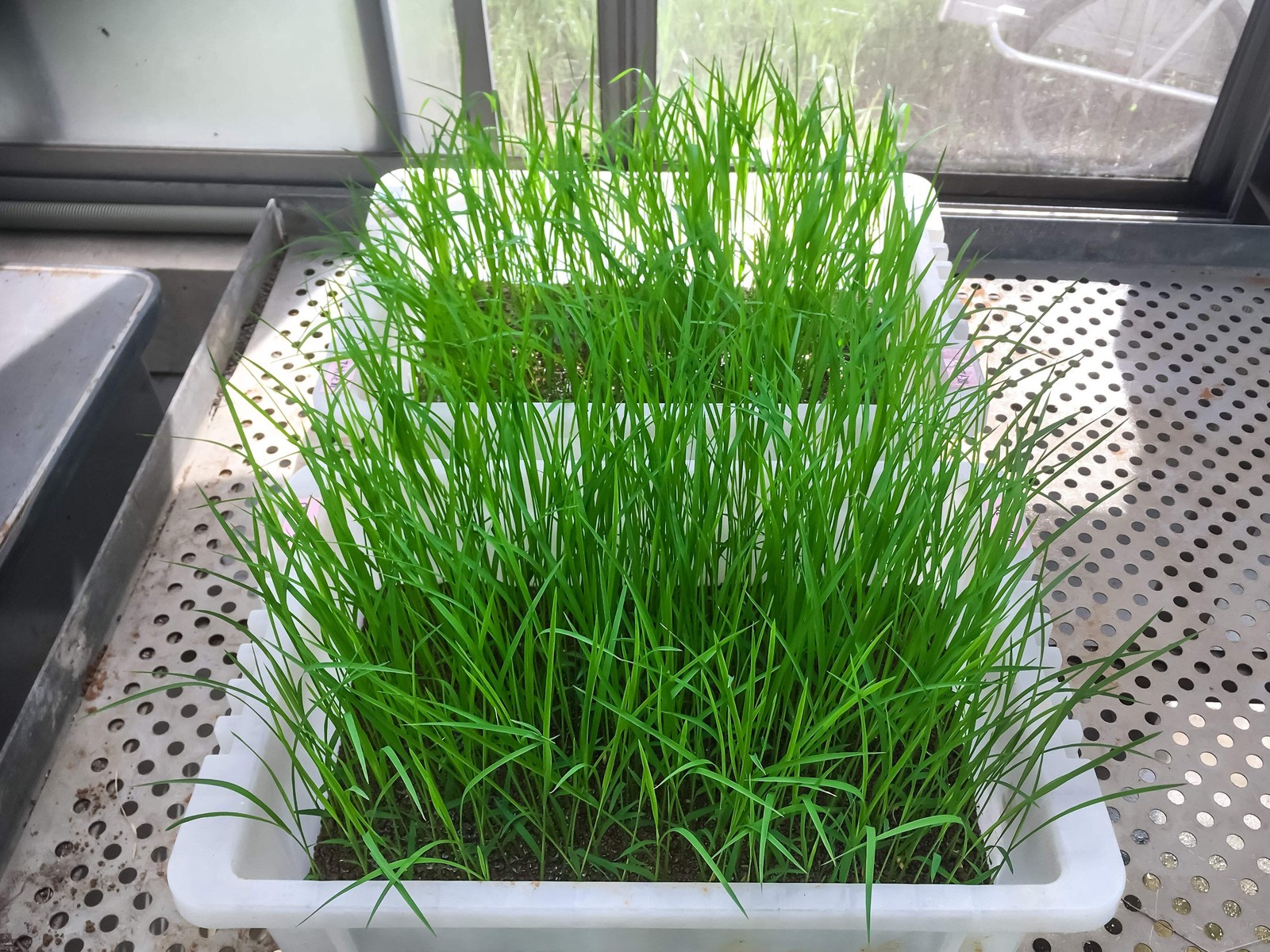 100 Long Grain BROWN WHITE RICE Oryza Sativa Vegetable Seeds