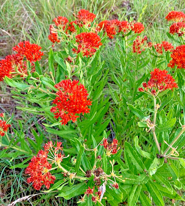 MILKWEED 100 SEEDS, ASCLEPIAS TUBEROSA, ORANGE BUTTERFLY WEED, EZ TO GROW.