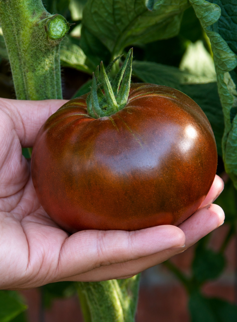 100 Heirloom Black Prince Tomato Seeds – Mahogany Indeterminate from Siberia
