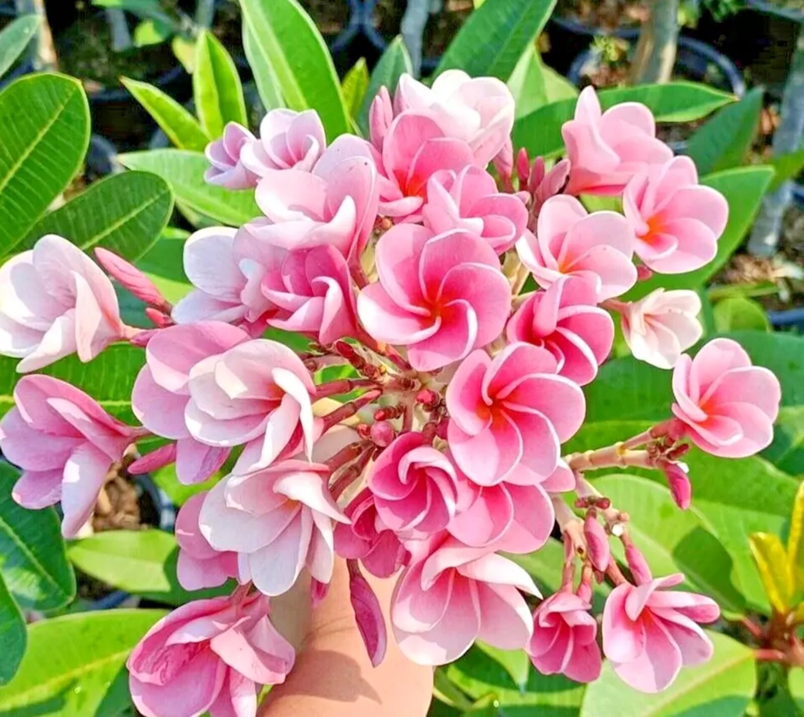 5 Pink White Plumeria Seeds Perennial Flowers Flower Frangipani Seed US SELLER