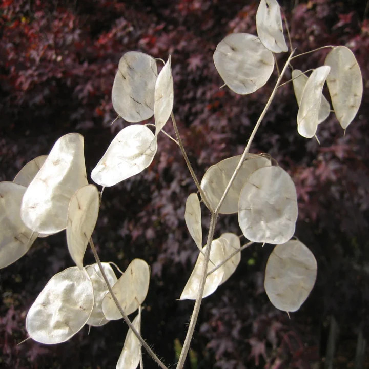 Money Plant Seeds | Lunaria Annual Honesty Silver Dollar Plant Flower Seed 2024
