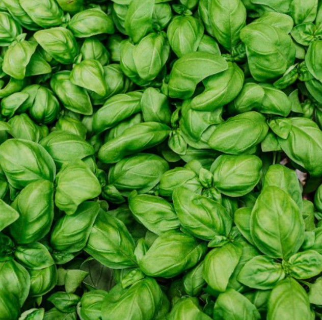 Basil CHERYL’S CHEFS BLEND Ocimum basilicum 6 Types Culinary Mix 200+ Seeds!