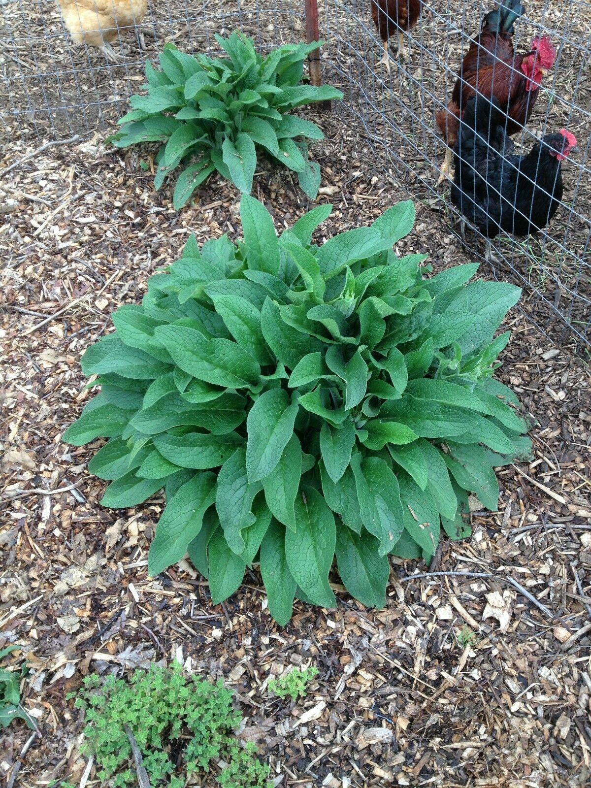 Comfrey Root Cuttings – Naturally Grown using no Chemicals