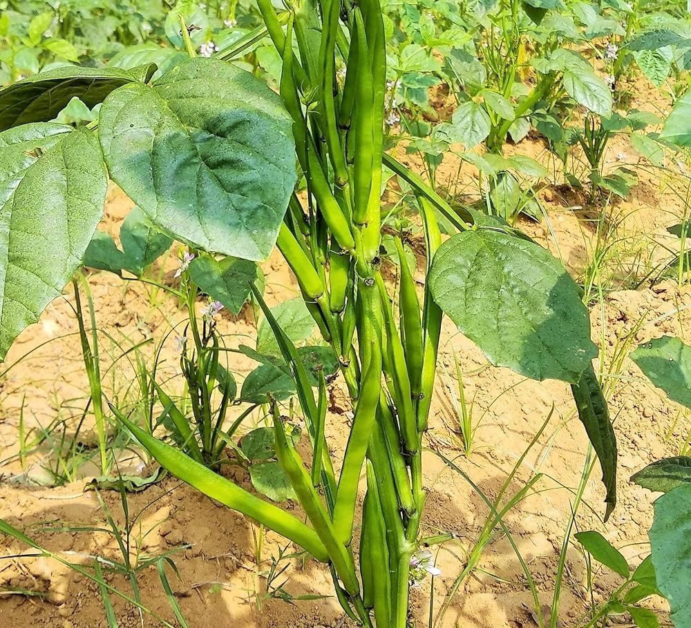 100+ Pcs Indian Cluster Bean Seeds, Non-GMO Vegetable Seeds for Planting, High
