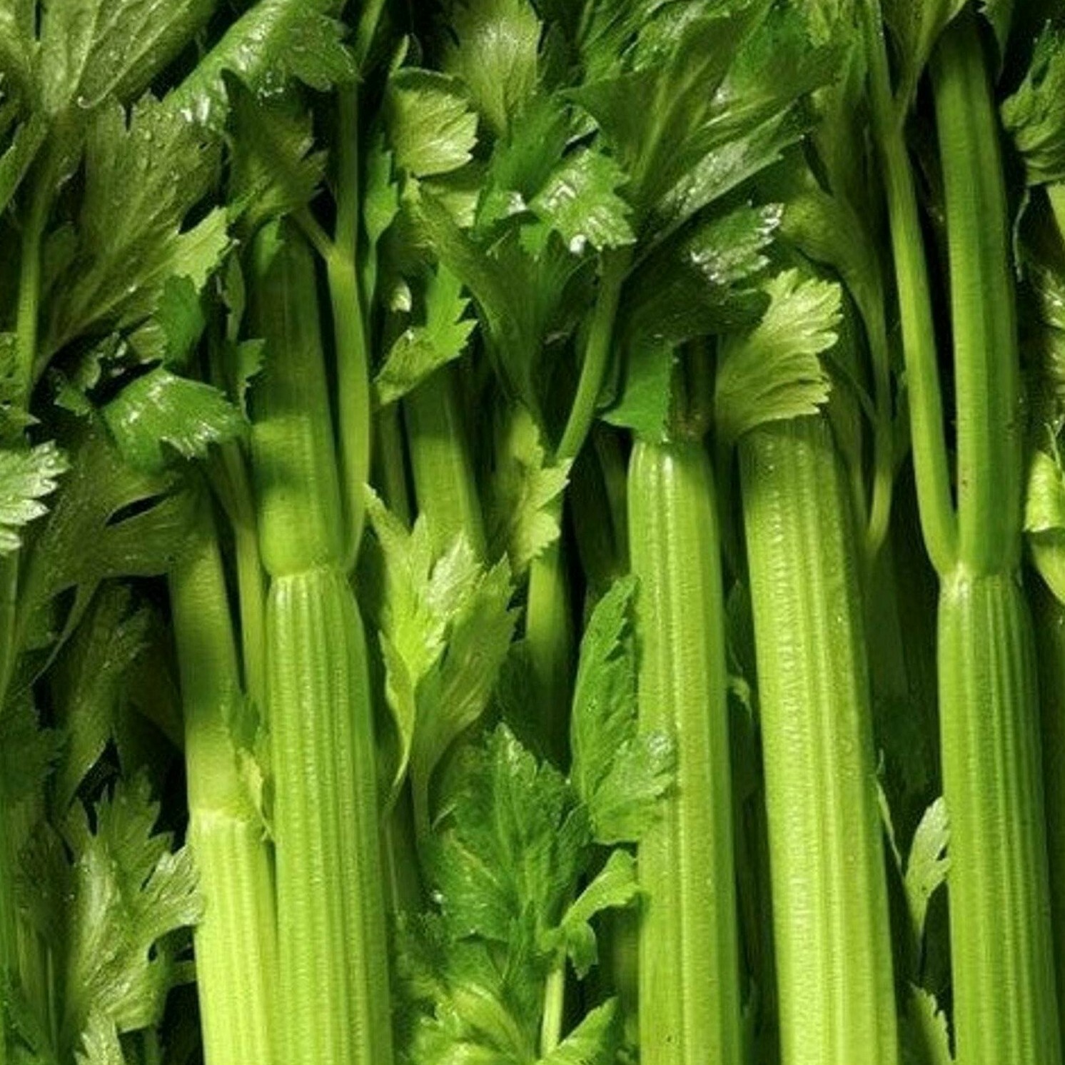 TENDERCRISP CELERY SEEDS 1000+ vegetable GARDEN soups STEWS snacks FREE SHIPPING