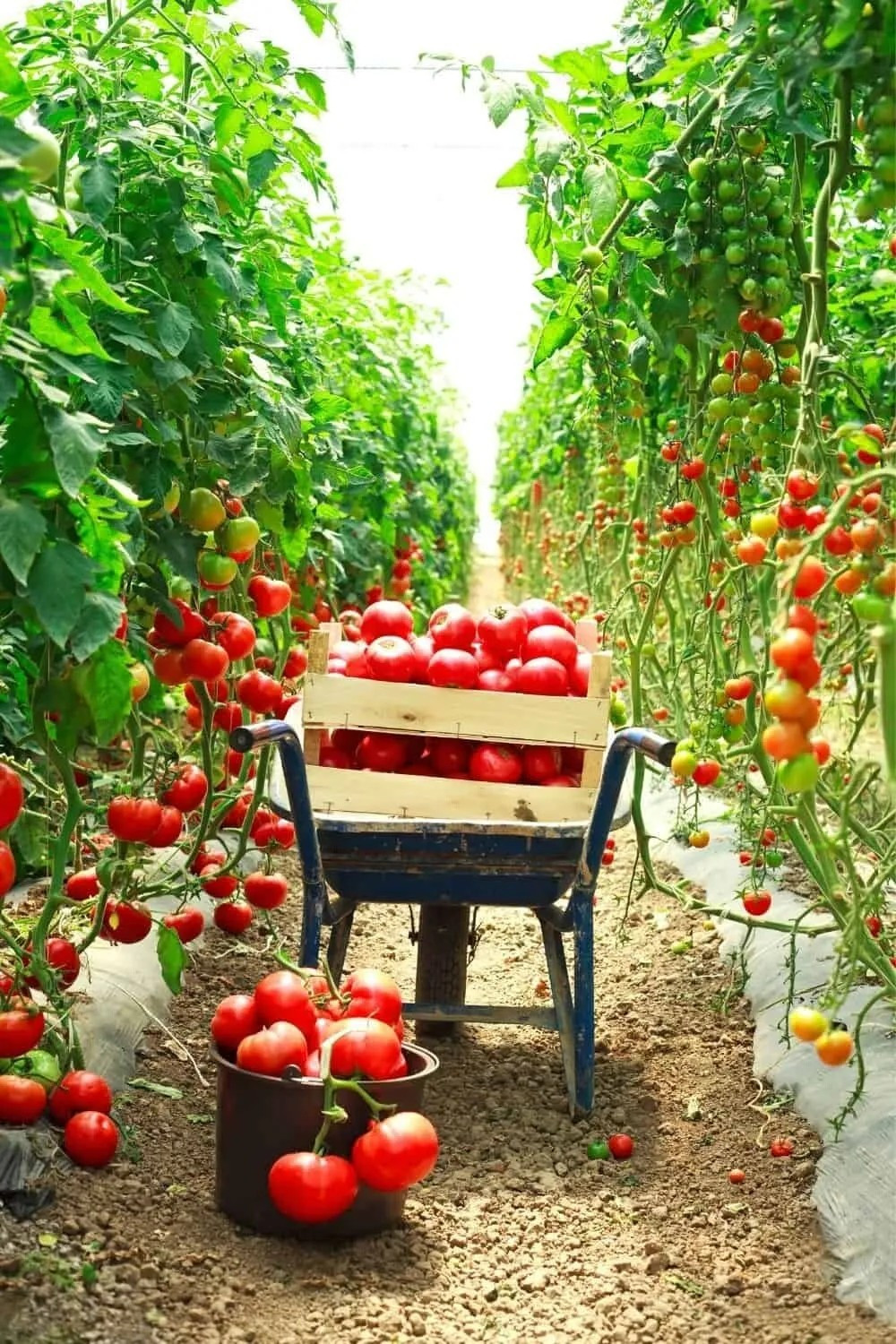 240+ Trip L Crop Tomato Seeds – TOMATO TREE — 15 FOOT VINES — HUGE —— RARE