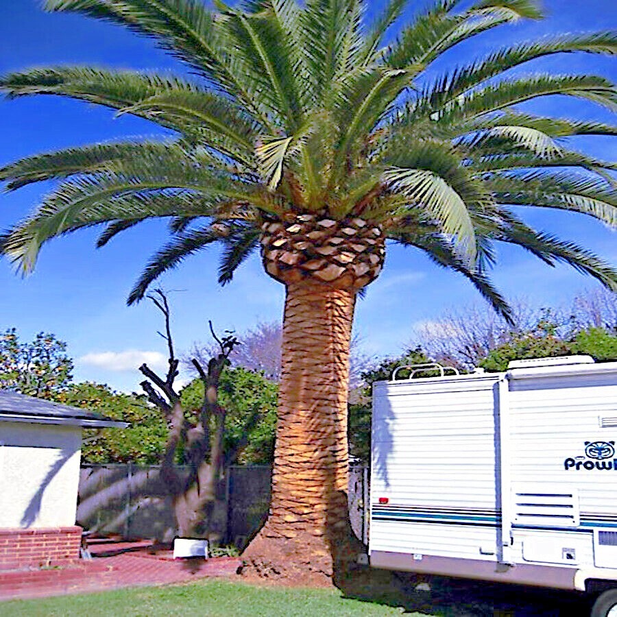 10 CANARY ISLAND DATE PALM Tree Seeds (Phoenix Canariensis) Hardy Fruit Plant