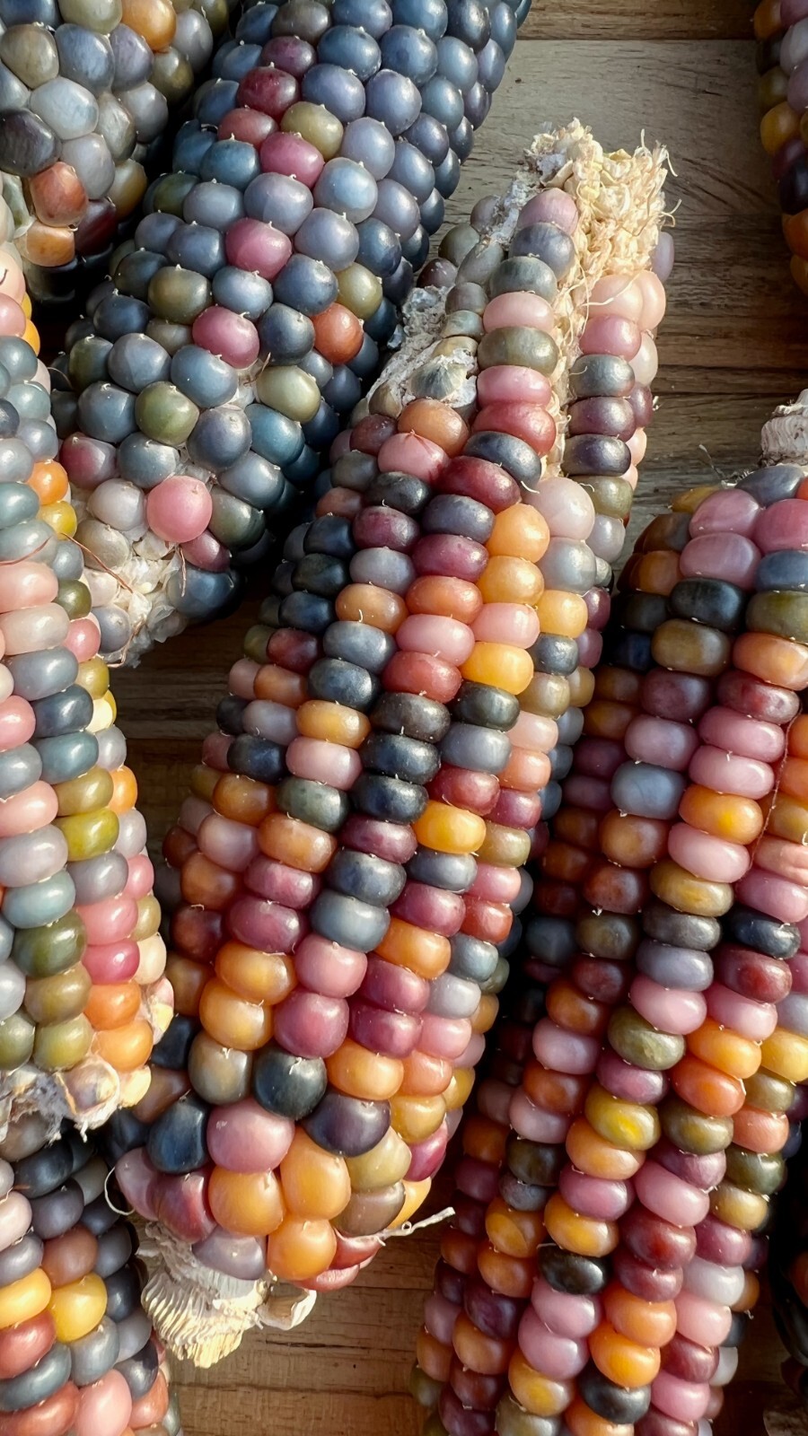 Glass Gem Corn Seed Packet Bulk Organic Non-GMO Kaleidoscopic Colors Heirlooom
