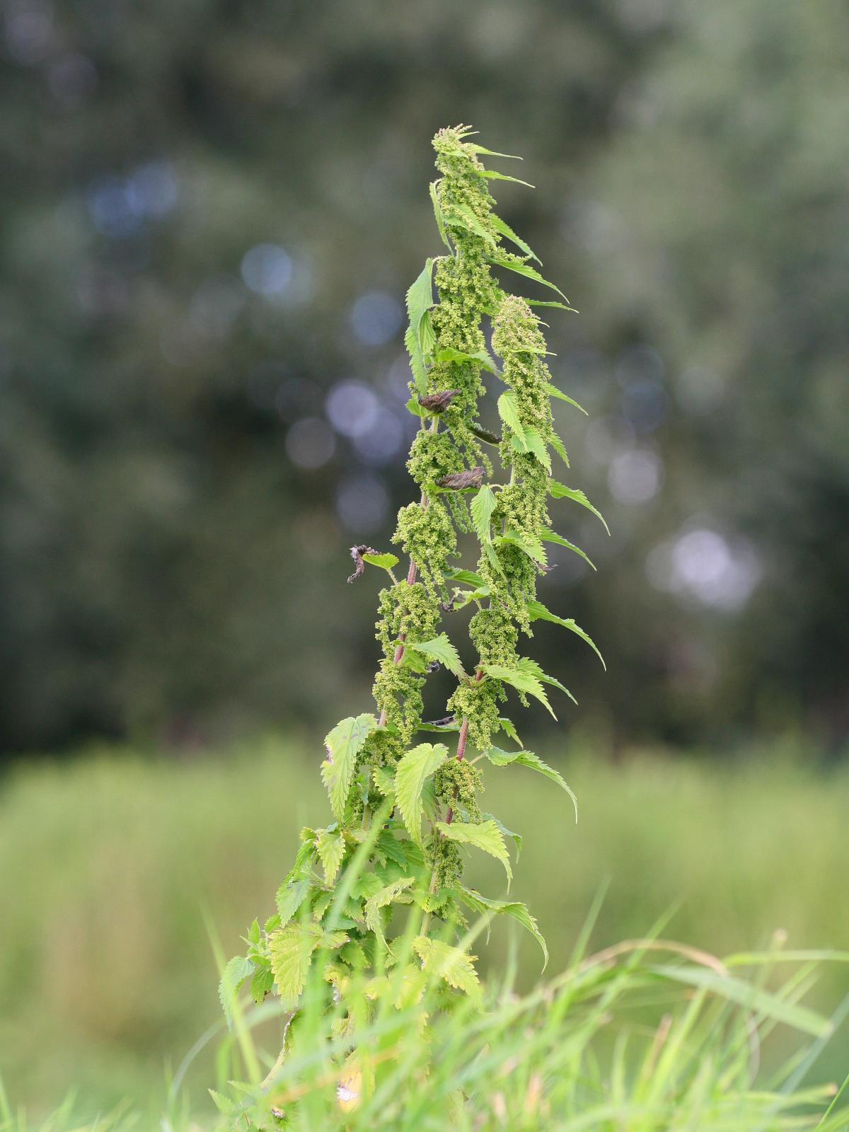 3000 Stinging Nettle Seeds – Urtica Dioica – Medicinal Plant – Deer Resistant