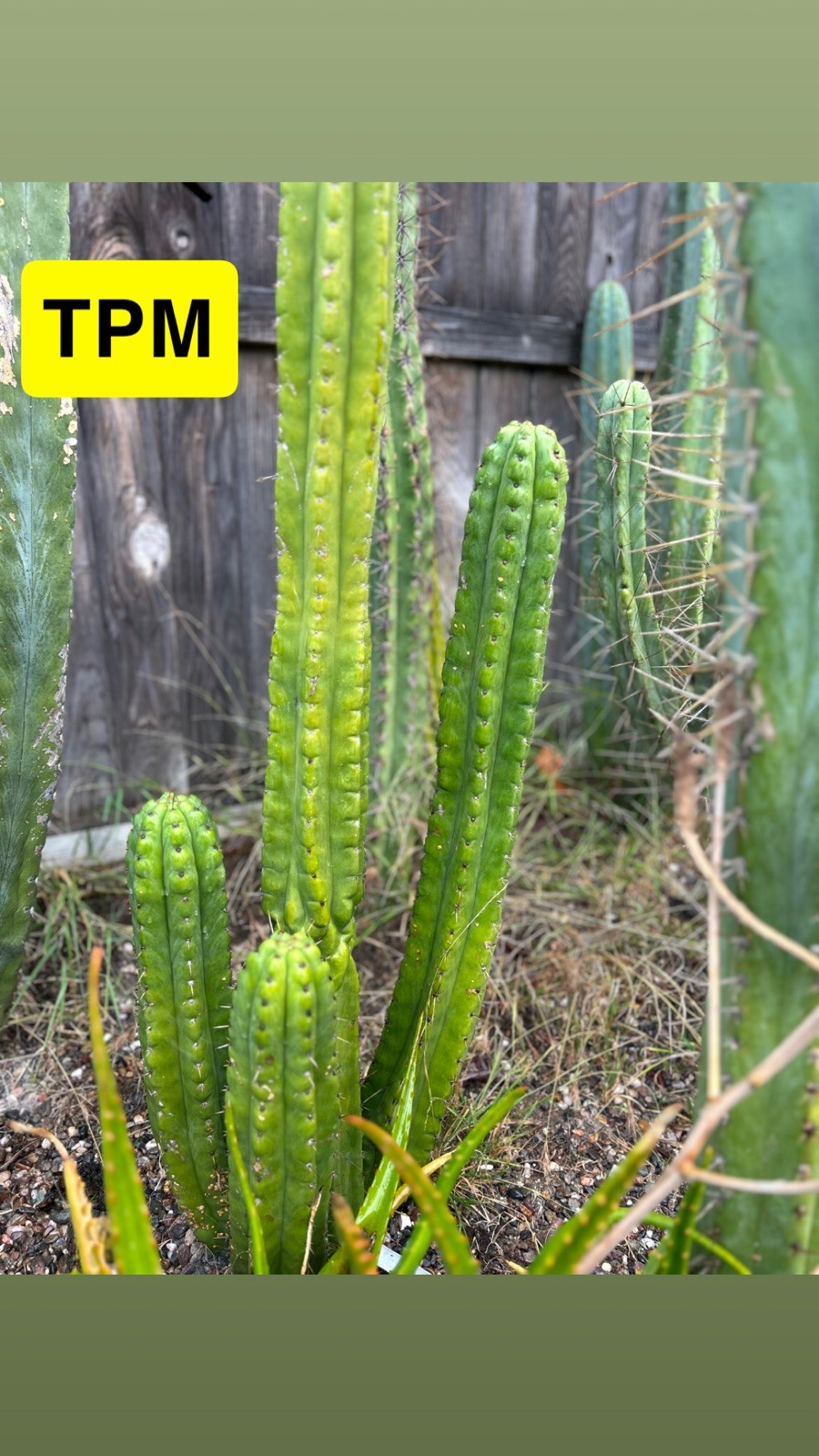 THE FULL PACK! UNIQUE AND RARE T.ECHINOPSIS HYBRIDS.