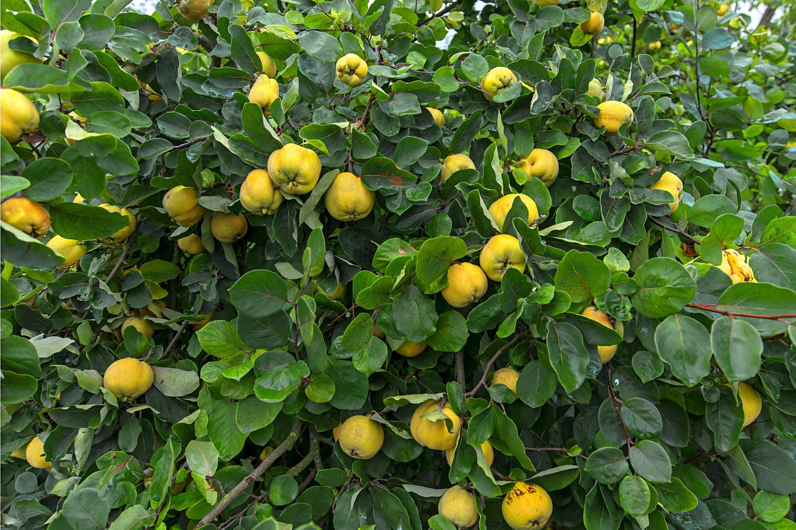 20 COMMON CULINARY QUINCE Fruit Tree Cydonia Oblonga Flowering Shrub Seeds