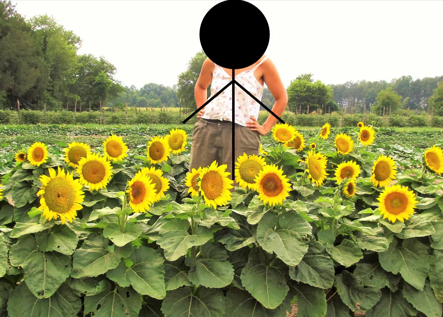 Dwarf Sunspot Sunflower Seeds|Helianthus Short Stuff Yellow Sun Flower Seed 2024