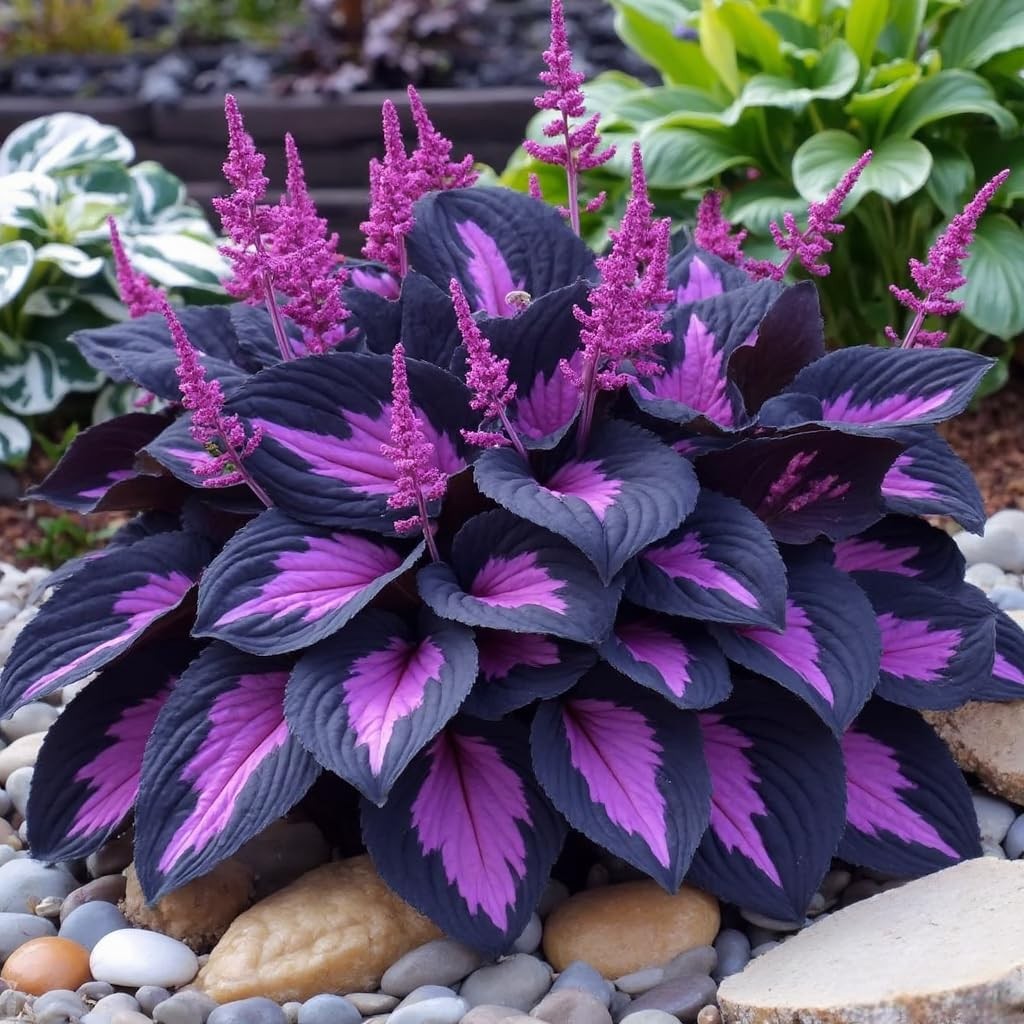 311+ Mixed Hosta Seeds for Planting – Perennial Shade Plants with Decorative…