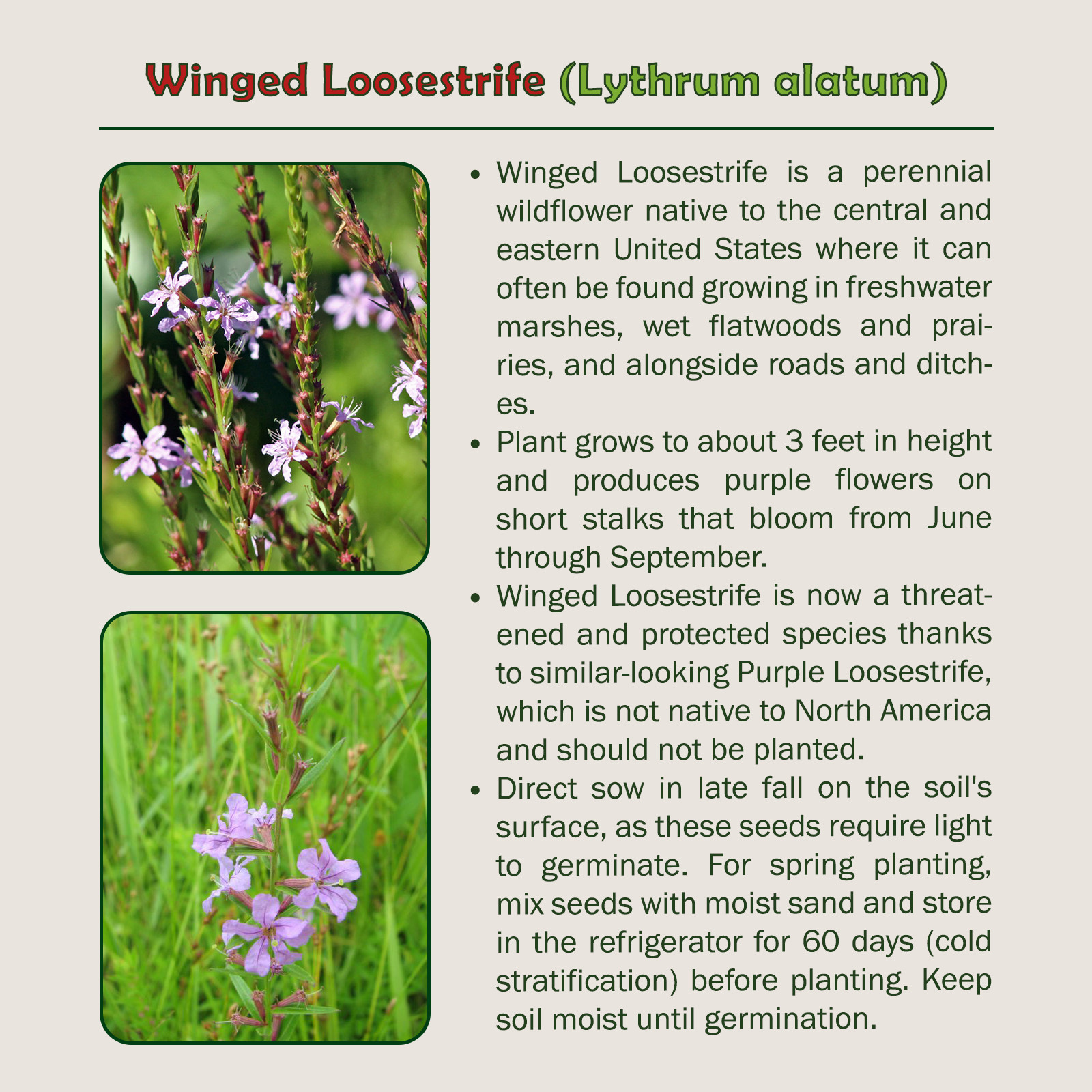 2000 Winged Loosestrife Seeds, Native Wildflower, Genuine USA