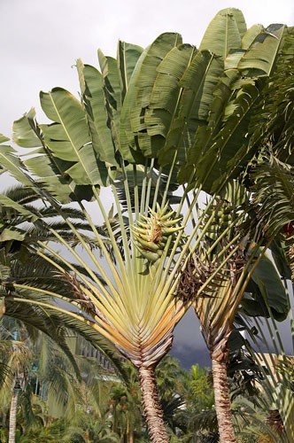 Ravenala madagascariensis | Traveller’s Palm | 5 Seeds
