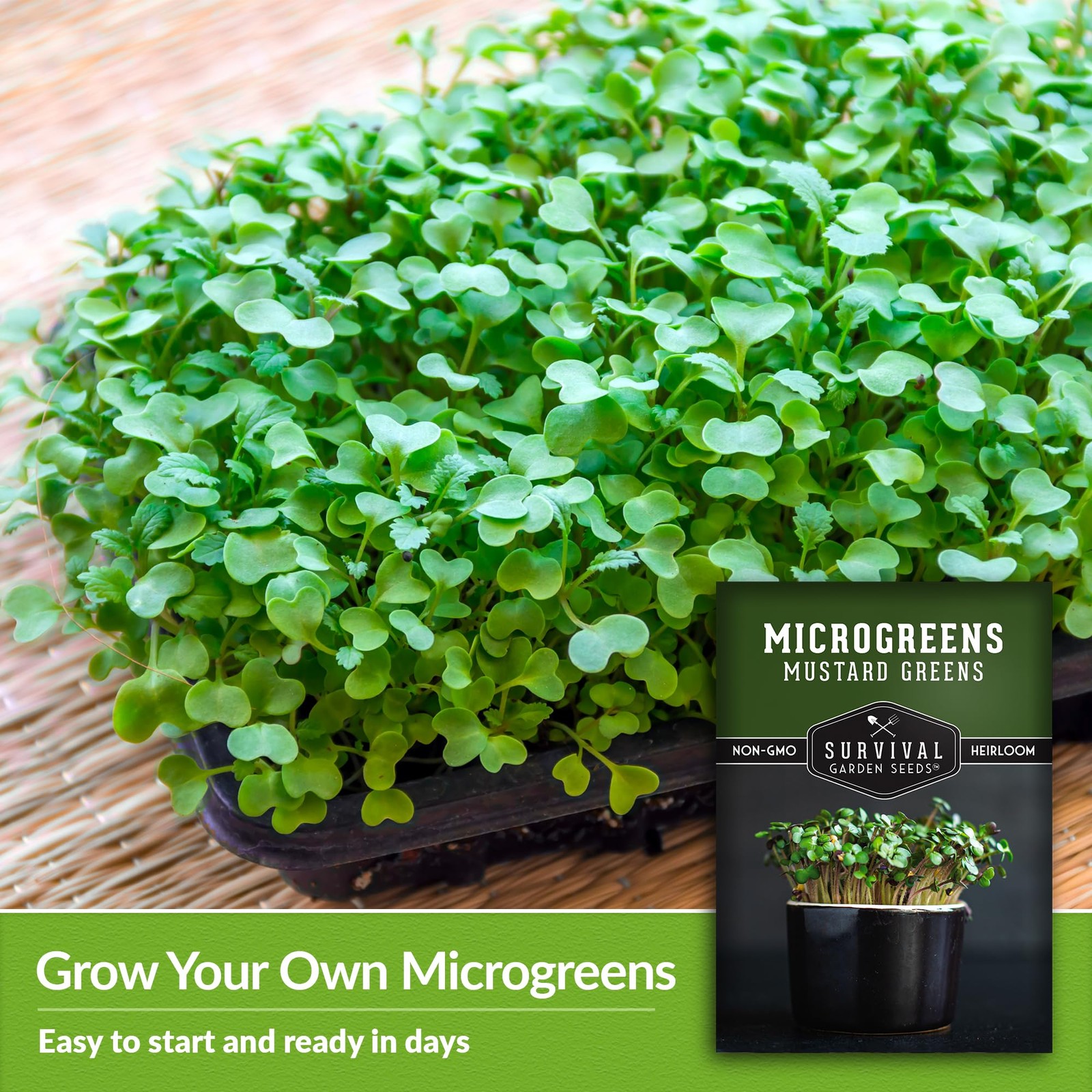 Mustard Microgreen Seeds for Sprouting – Spicy Mustard Greens for Flavorful M…