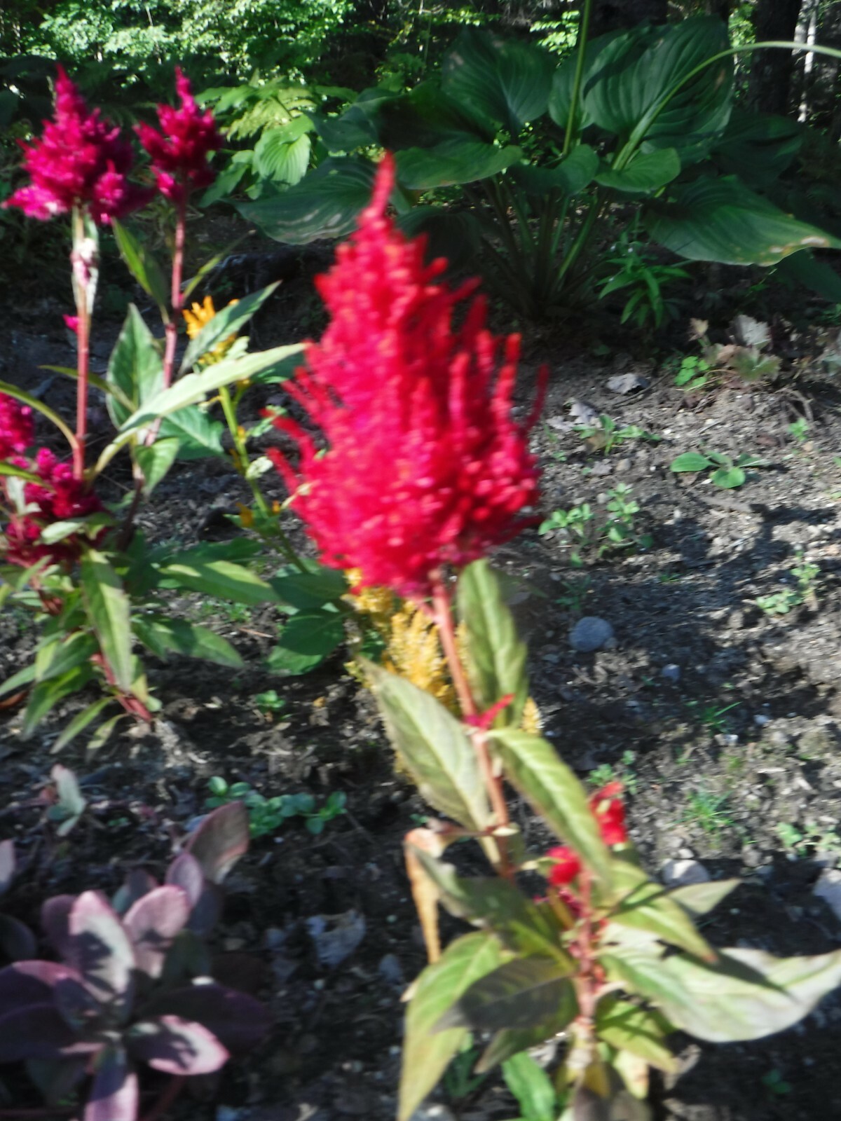celosia pampas plume, feather mix 25+ Seeds