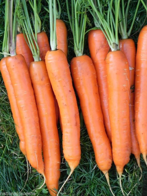 775 SEEDS carrot IMPERATOR (7 TO 9″ LONG) GroCo USA – BUY 15-SHIPS FREE
