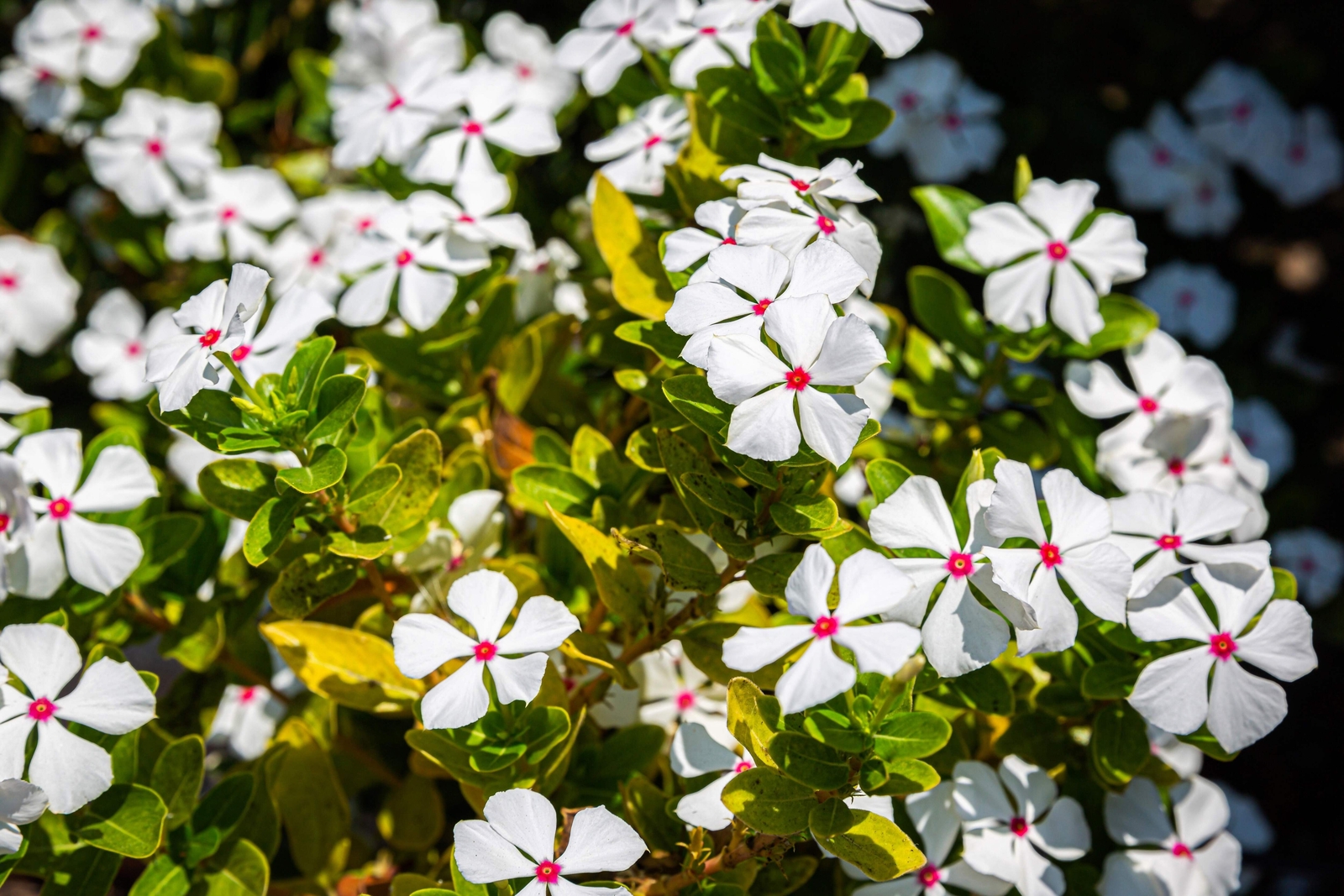 100 BRIGHT EYES PERIWINKLE Vinca Rosea Catharanthu Dwarf White Pink Flower Seeds