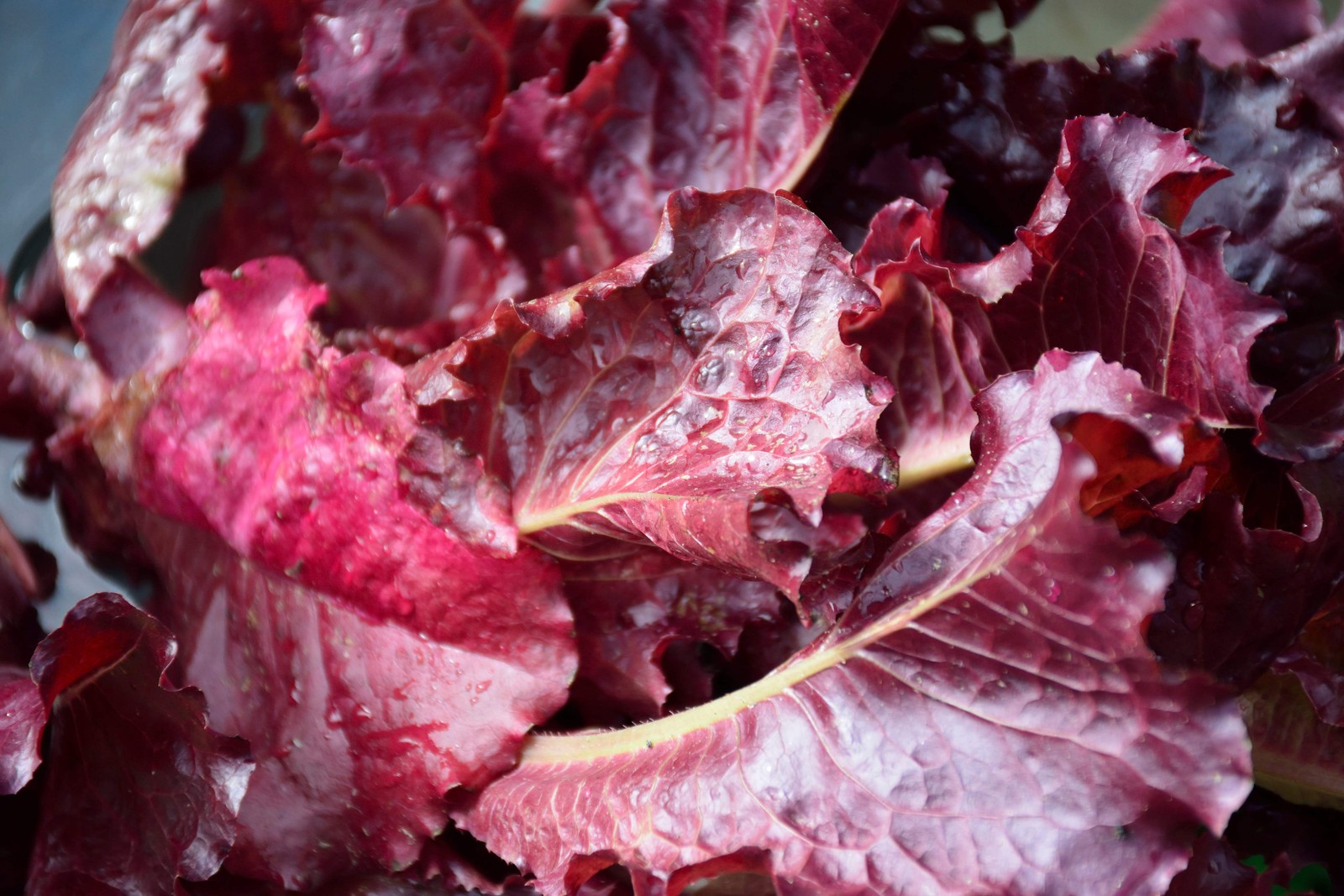 3000 RUBY LEAF LETTUCE Red Loose Leaf Heirloom Lactuca Sativa Vegetable Seeds