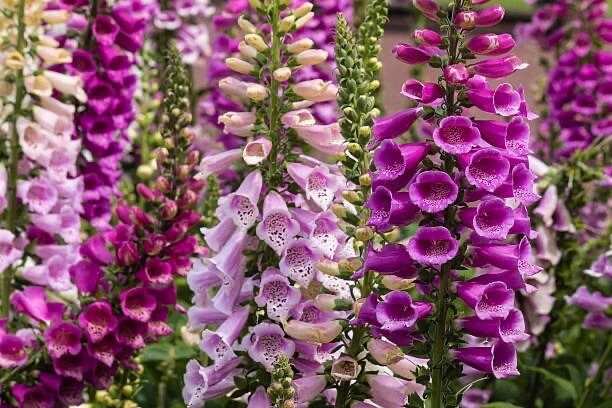 500+ SEEDS Foxglove Mixed Colors | Biennial Flower