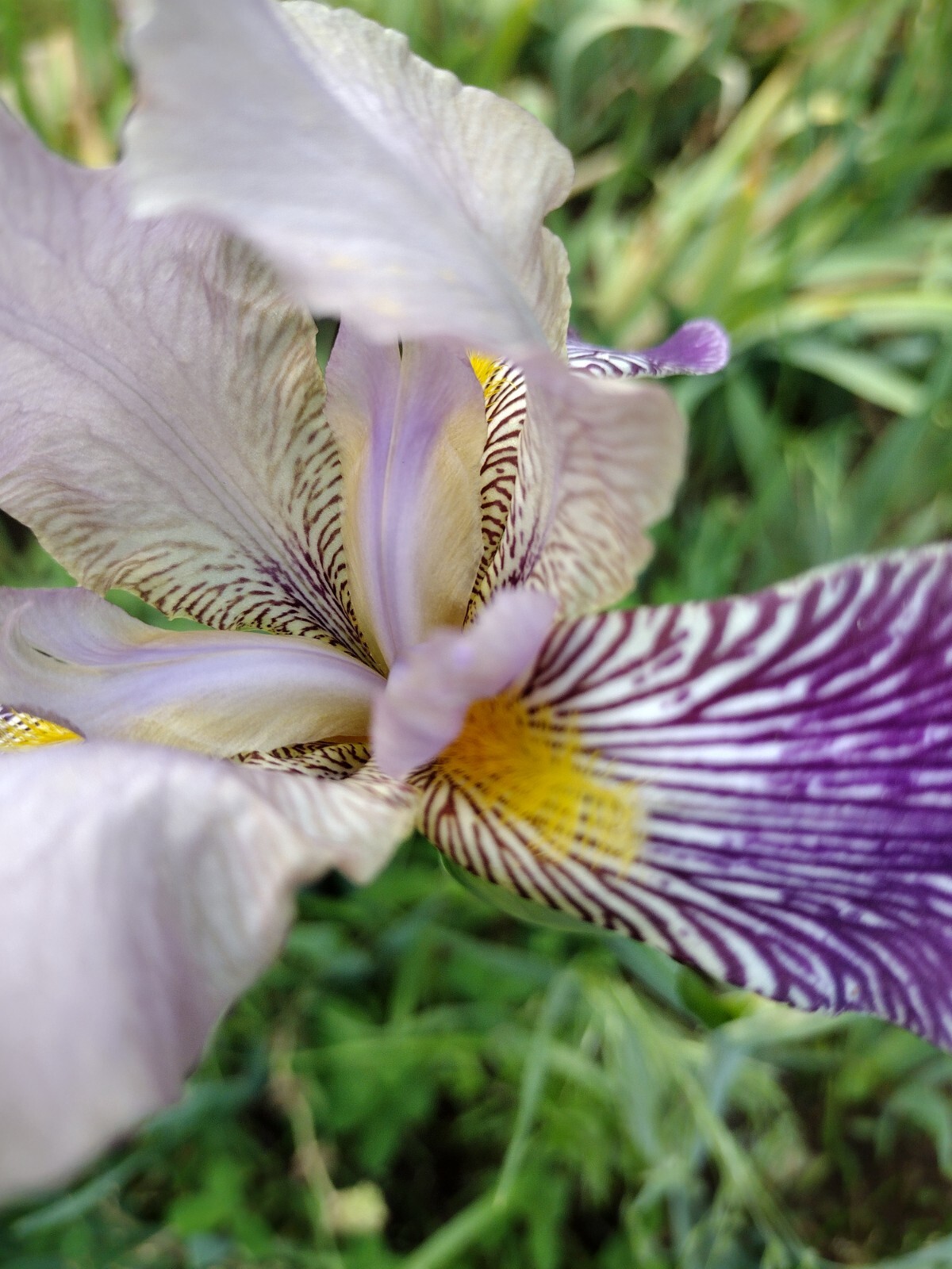 10 Mixed Iris Rhizomes – Random Colors – Easy Perennials – Free Shipping