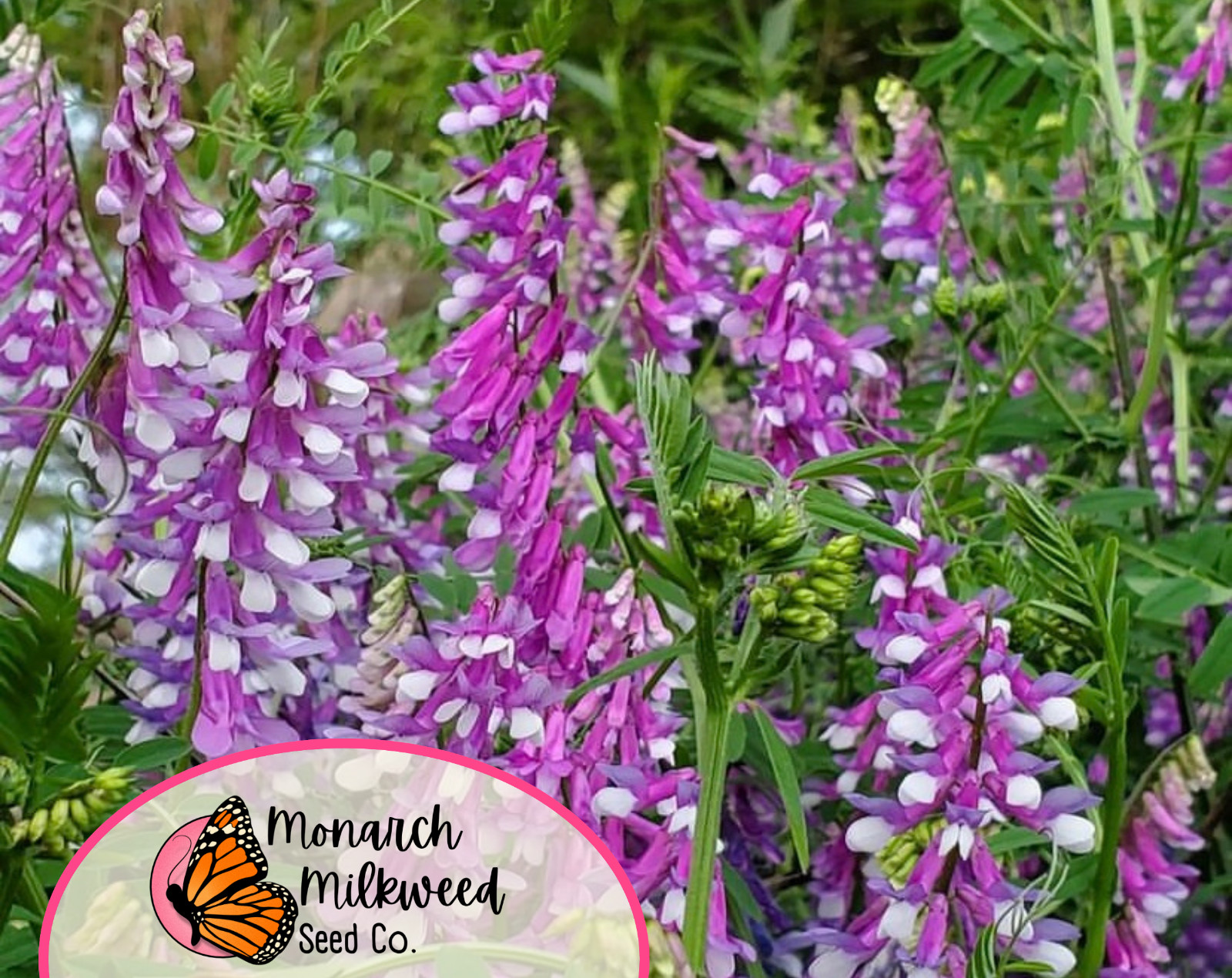 350+ Hairy Vetch Seeds | Pollinator Flower Garden Seed for Bees & Butterflies