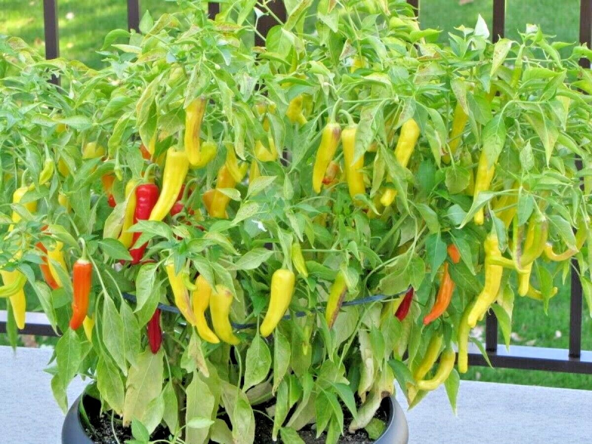 101+HUNGARIAN Sweet Wax PEPPER Seeds Organic Vegetable Garden Container Banana