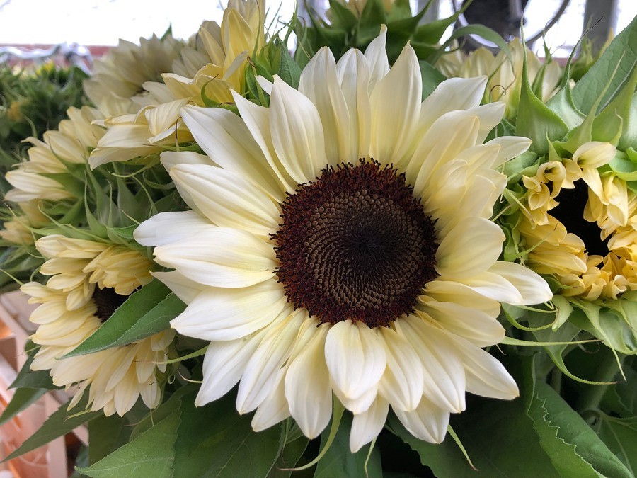 20 ProCut WHITE NITE SUNFLOWER SEEDS, Annual, Non GMO, Unique White Color