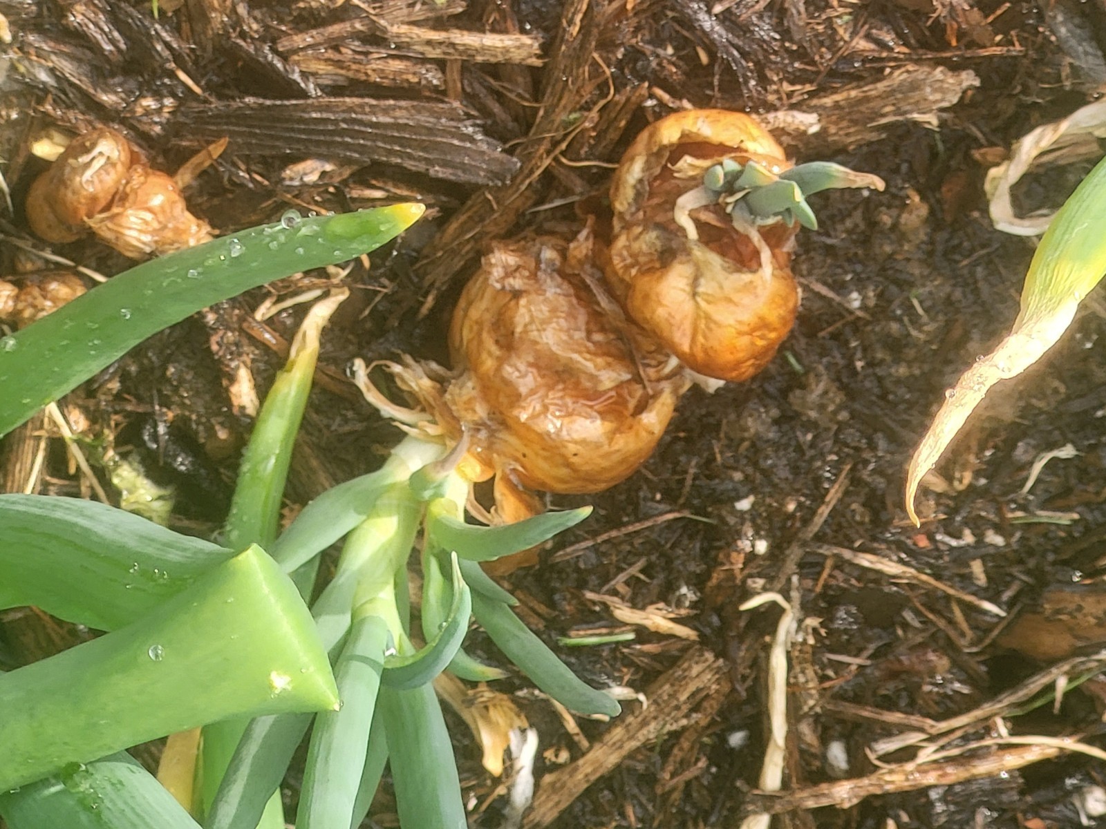 Egyptian Walking Onion, Two Large Bulbs, Perennial, Edible