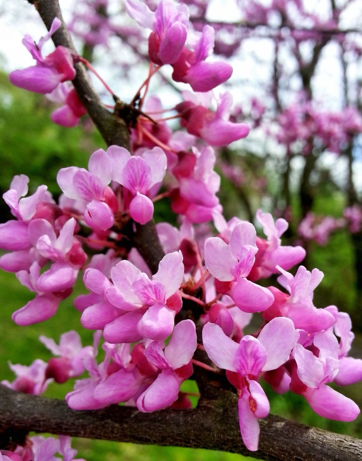 Appalachian Red Mediterranean Bonsai Seeds Flowers Fast Hardy
