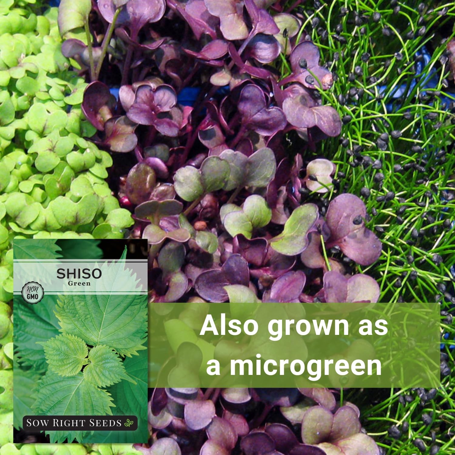 – Green Shiso Seeds for Planting – Perilla Seeds Japanese Shiso – Non-GMO Hei…