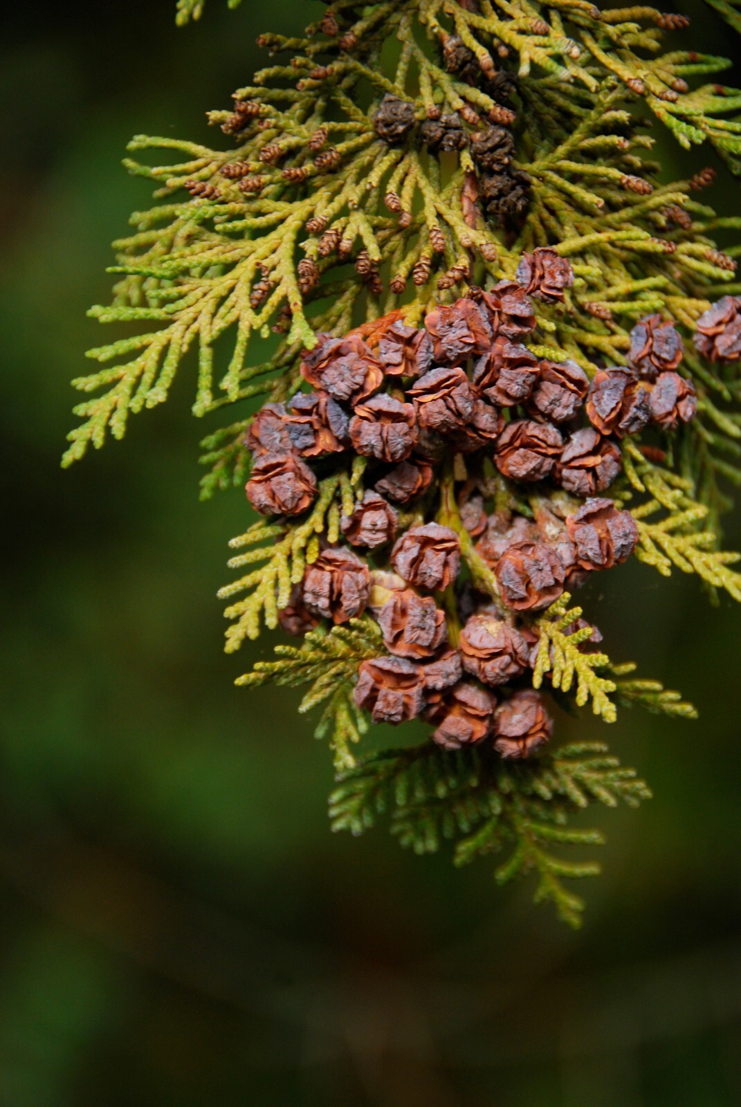 Lawson’s Cypress Tree | Premium Seeds | Chamaecyparis lawsoniana | Plants’®