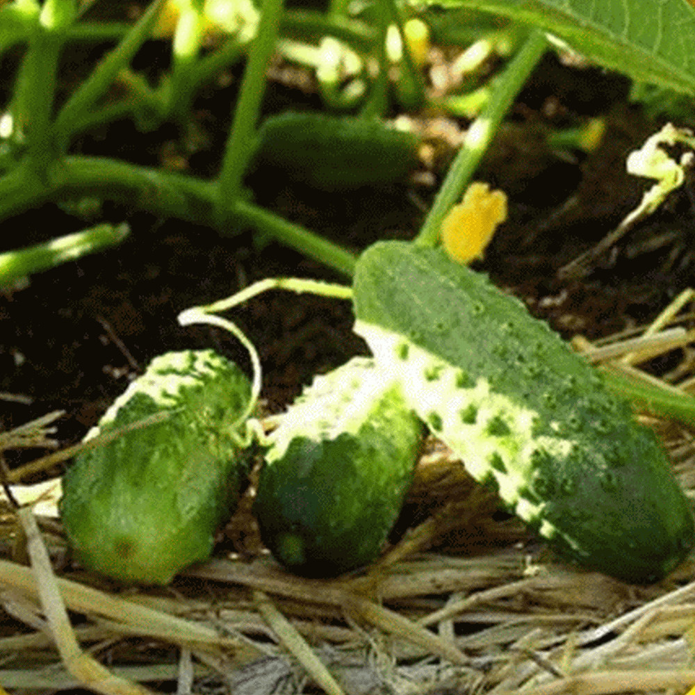 Boston Pickling Cucumber Seeds, Green Prolific, Gherkin, NON-GMO, FREE SHIPPING