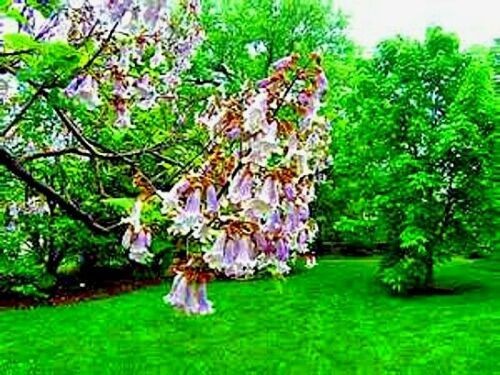 100 Royal Empress Tree Seeds “FASTEST GROWING TREE in the WORLD”