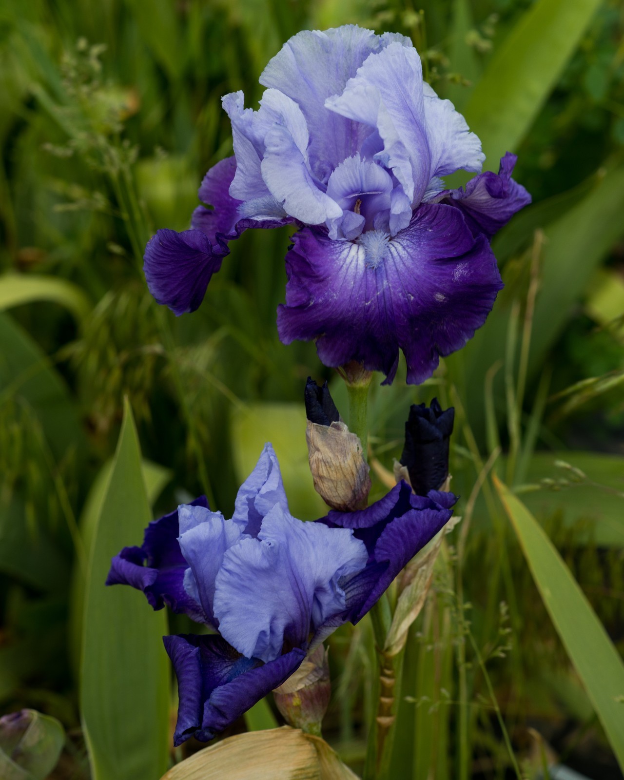 **Best Bet** Tall Bearded Iris. Pre-Order, Combined Shipping: Jul – Sep